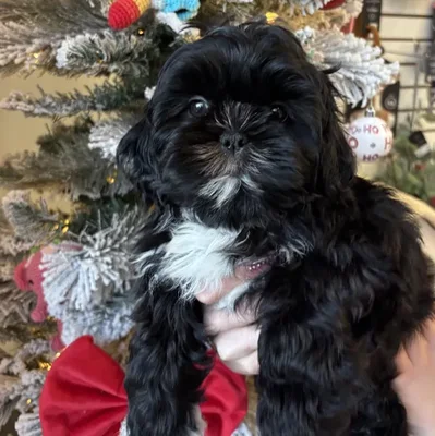 Female Shih Tzu Puppy for Sale in Jacksonville, FL