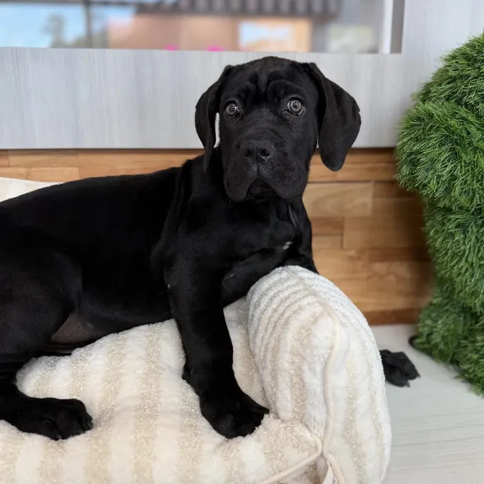 Male Cane Corso puppy named Duke for sale at Beach Blvd.