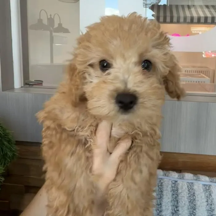 Male Bichapoo puppy named Chestnut for sale at Beach Blvd.