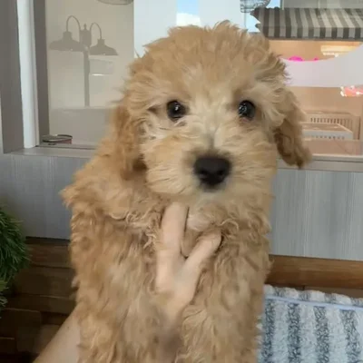 Male Bichapoo puppy named Chestnut for sale at Beach Blvd.