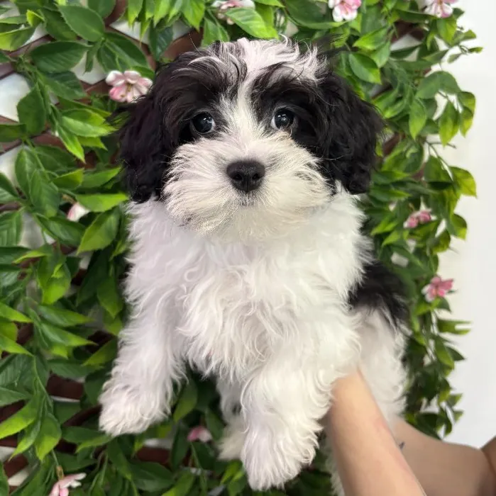 Female Maltipoo Puppy for Sale in Jacksonville, FL