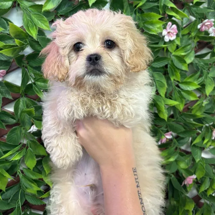 Male Peke-A-Poo puppy named Louie for sale at San Jose Blvd.