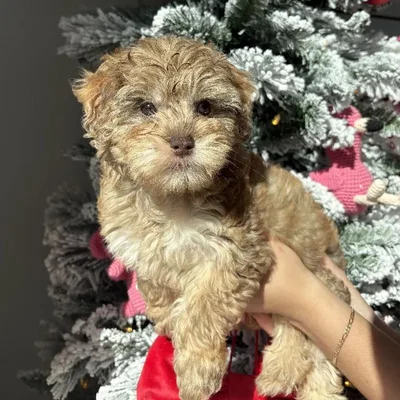 Female Schnoodle Puppy for Sale in Jacksonville, FL