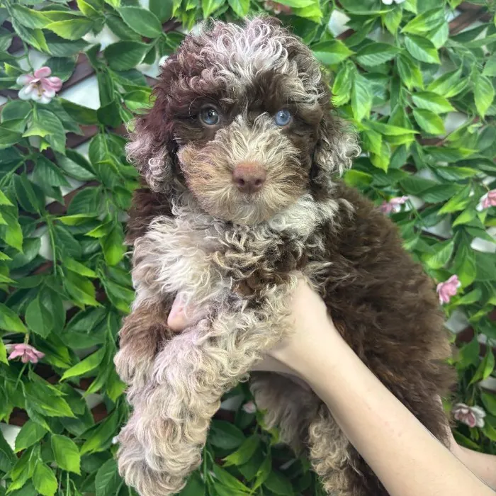 Male Mini Aussiedoodle Puppy for Sale in Jacksonville, FL