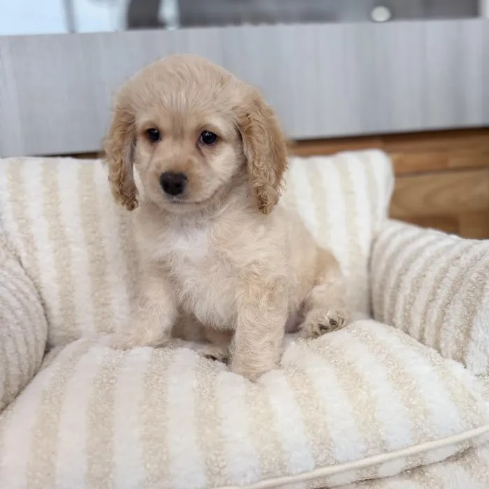 Male Cockapoo puppy named Teddy for sale at Beach Blvd.