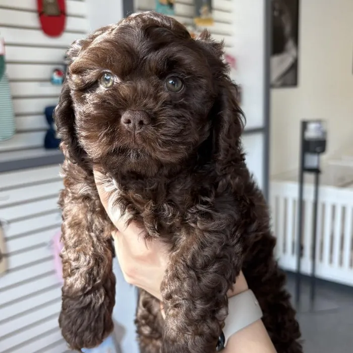 Female Shipoo Puppy for Sale in Jacksonville, FL