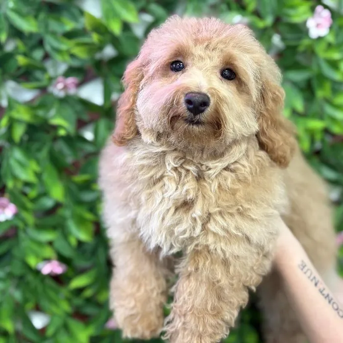 Male Mini Goldendoodle Puppy for Sale in Jacksonville, FL
