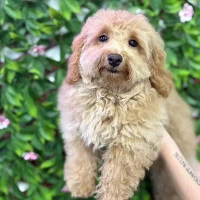 Male Mini Goldendoodle Puppy for Sale in Jacksonville, FL
