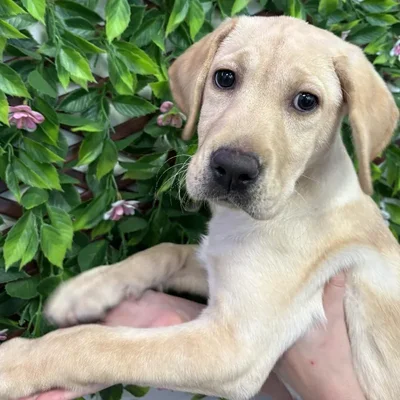 Female Labrador Retriever Puppy for Sale in Jacksonville, FL