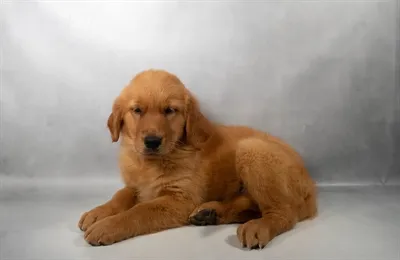 Female Golden Retriever puppy for sale at San Jose Blvd.