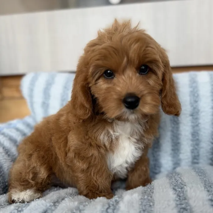 Male Cavapoo puppy named Winston for sale at Beach Blvd.