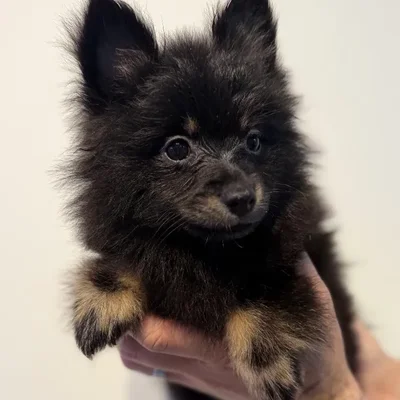 Female Pomeranian puppy named Brandy for sale at Beach Blvd.