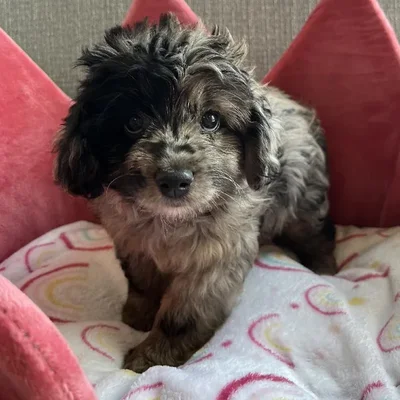 Female Mini Aussiedoodle Puppy for Sale in Jacksonville, FL