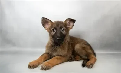 Female German Shepherd puppy named Zara for sale at Beach Blvd.
