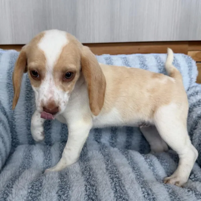 Female Beagle puppy named Gwen for sale at Beach Blvd.