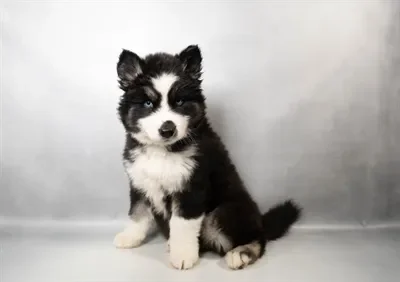 Male Siberian Husky puppy named Bruno for sale at Beach Blvd.