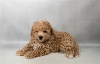 Male Maltipoo puppy named Graham for sale at San Jose Blvd.