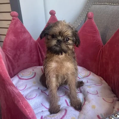 Female Brussels Griffon Puppy for Sale in Jacksonville, FL