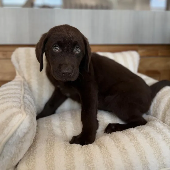 Male Labrador Retriever puppy named Mojo for sale at Beach Blvd.