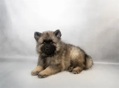 Male Keeshond puppy named Thor for sale at San Jose Blvd.
