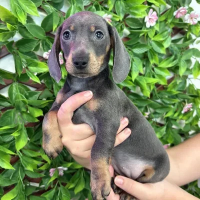 Female Mini Dachshund puppy named Leia for sale at San Jose Blvd.