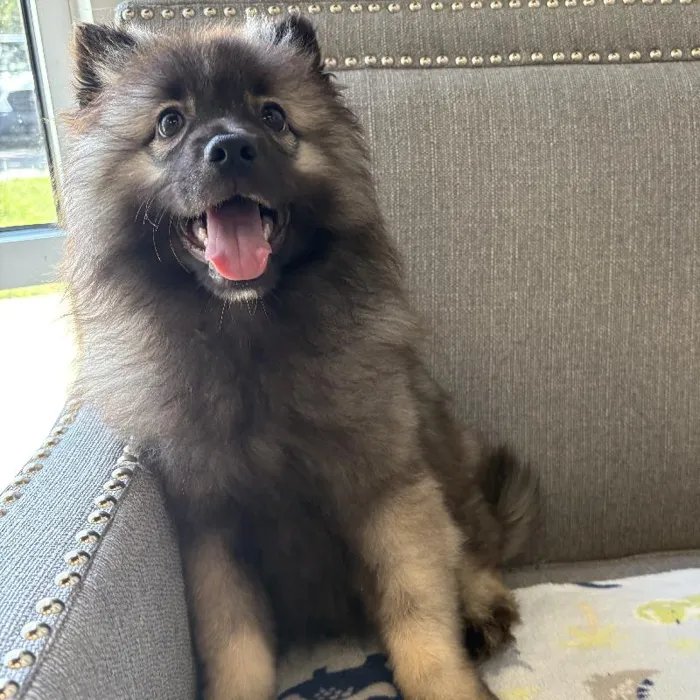 Male Keeshond Puppy for Sale in Jacksonville, FL