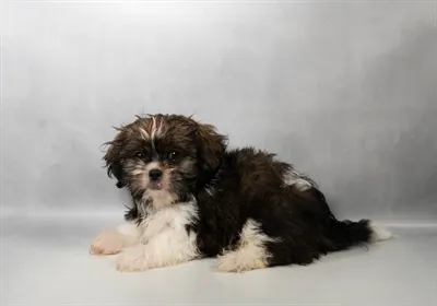 Male Shih Tzu puppy named Brisket for sale at Beach Blvd.