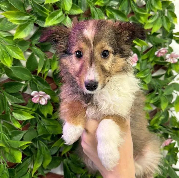 Female Sheltie Puppy for Sale in Jacksonville, FL