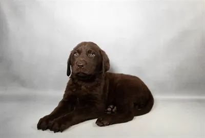 Male Labrador Retriever puppy named Mojo for sale at Beach Blvd.