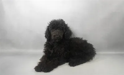 Male Poodle puppy for sale at Beach Blvd.