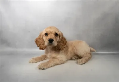Male Cocker Spaniel puppy named Champ for sale at San Jose Blvd.