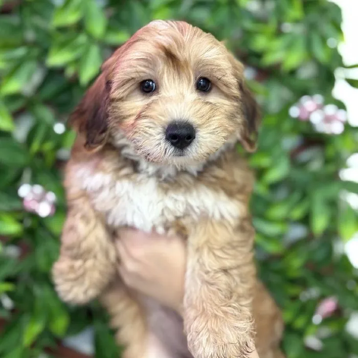Female Yochon puppy named Maggie for sale at San Jose Blvd.