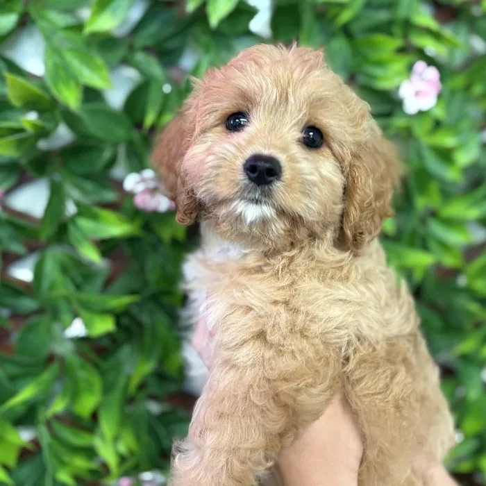 Female Cavachon puppy named Lucy for sale at San Jose Blvd.