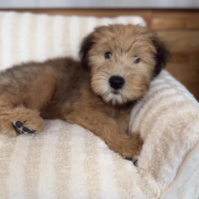 Male Soft Coated Wheaten Terrier puppy named Harvey for sale at Beach Blvd.