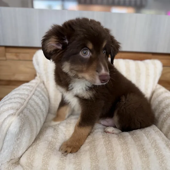 Male Australian Shepherd puppy named Ron for sale at Beach Blvd.
