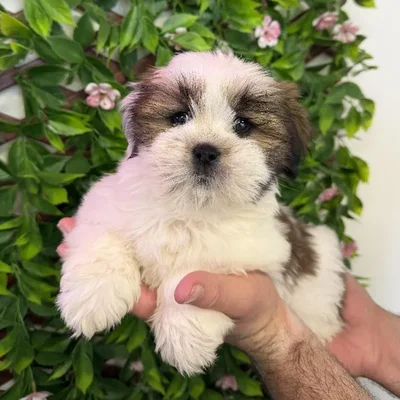 Female Lhasa Apso Puppy for Sale in Jacksonville, FL
