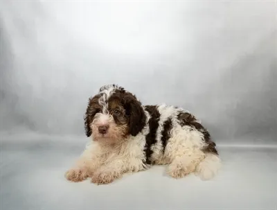 Male Hybrid puppy for sale at San Jose Blvd.