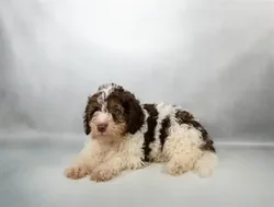 Male Hybrid puppy for sale at San Jose Blvd.