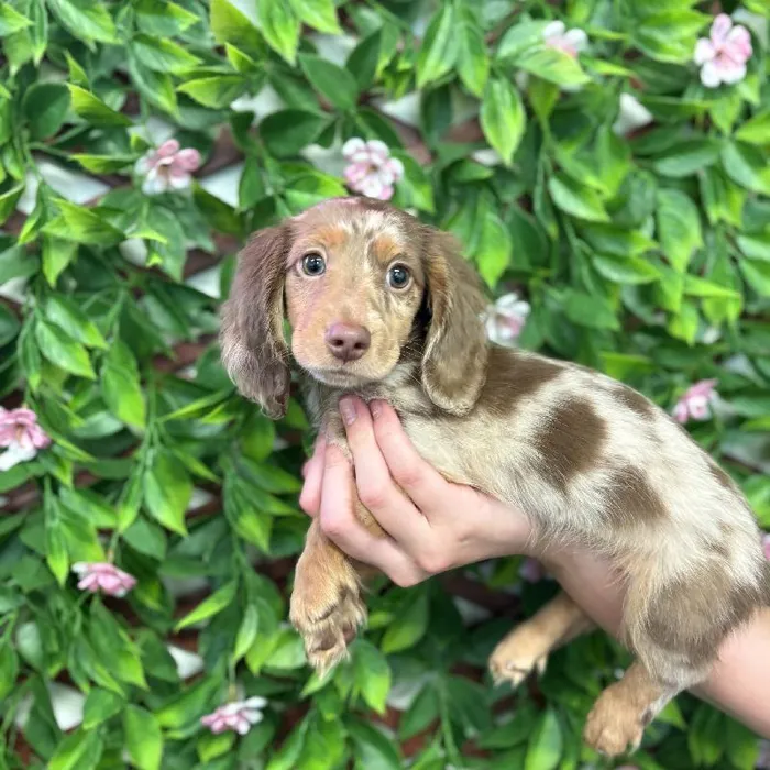 Male Mini Dachshund puppy named Cash for sale at San Jose Blvd.