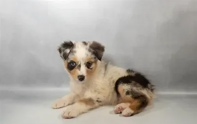 Female Miniature American Shepherd puppy named Indie for sale at Beach Blvd.