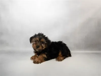 Male Yorkie puppy named Spice for sale at Beach Blvd.