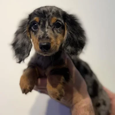 Male Dachshund puppy named Ash for sale at Beach Blvd.