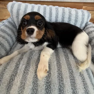 Female Cavalier King Charles Spaniel puppy named Arabella for sale at Beach Blvd.