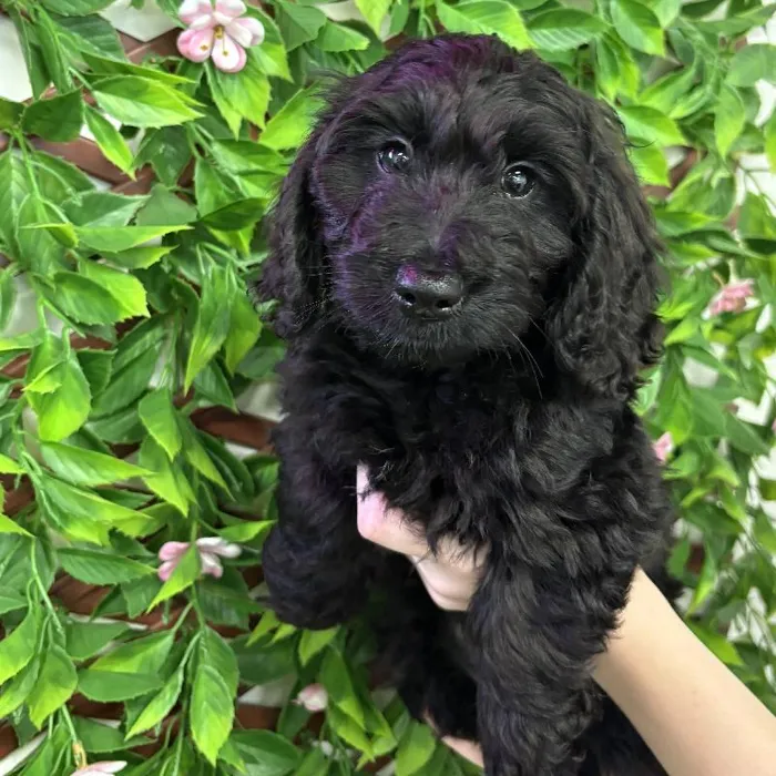 Male Doxie-poo Puppy for Sale in Jacksonville, FL