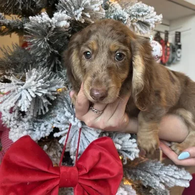 Male Mini Dachshund Puppy for Sale in Jacksonville, FL
