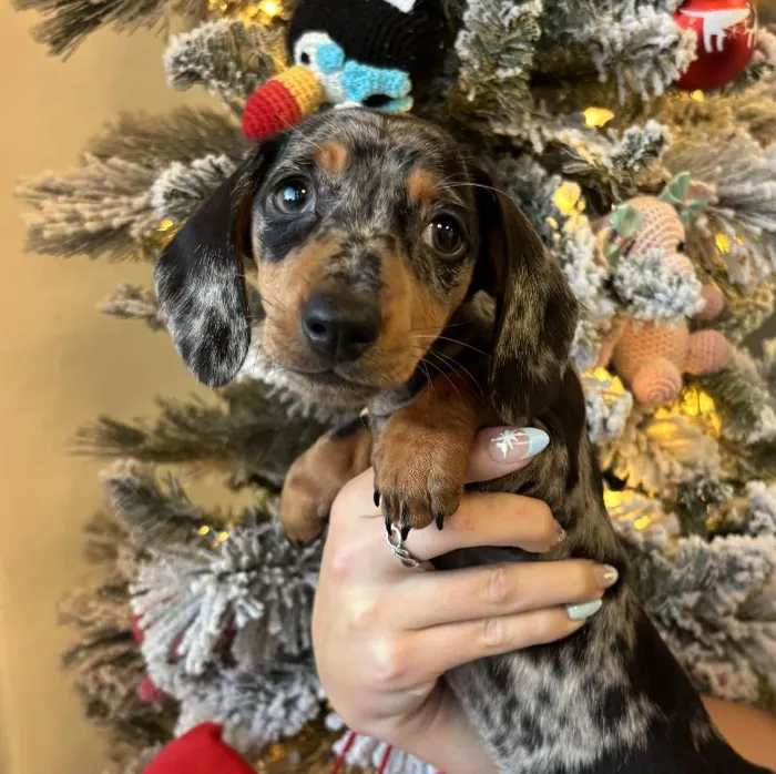 Female Mini Dachshund Puppy for Sale in Jacksonville, FL