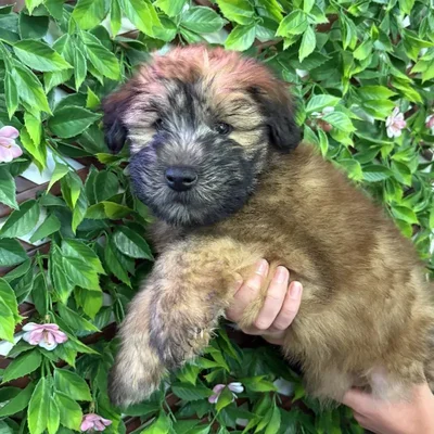 Male Soft Coated Wheaten Terrier Puppy for Sale in Jacksonville, FL