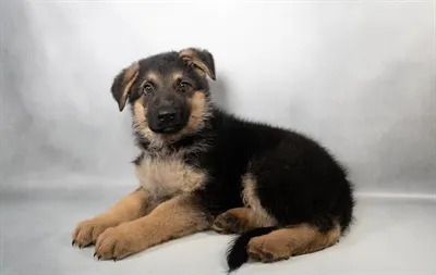 Male German Shepherd puppy for sale at San Jose Blvd.