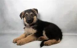 Male German Shepherd puppy for sale at San Jose Blvd.