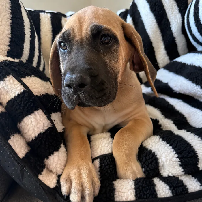 Male Daniff puppy named Odin for sale at San Jose Blvd.
